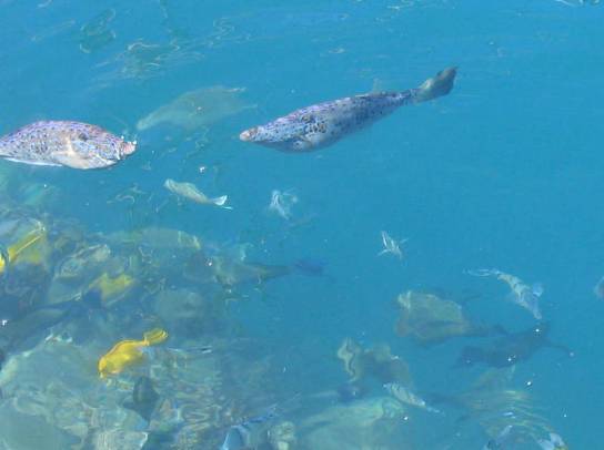 ホノルル港　魚　写真